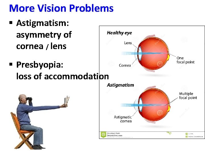 More Vision Problems § Astigmatism: asymmetry of cornea / lens § Presbyopia: loss of