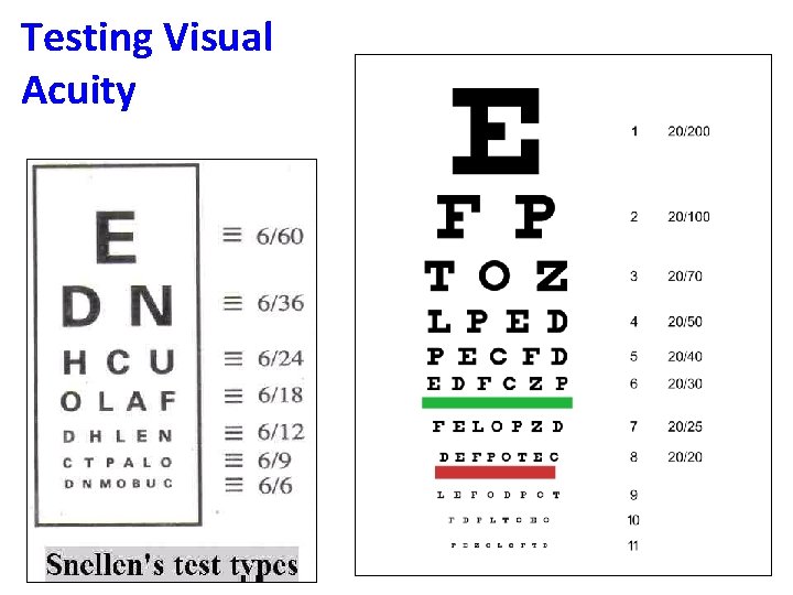 Testing Visual Acuity Snellen chart 