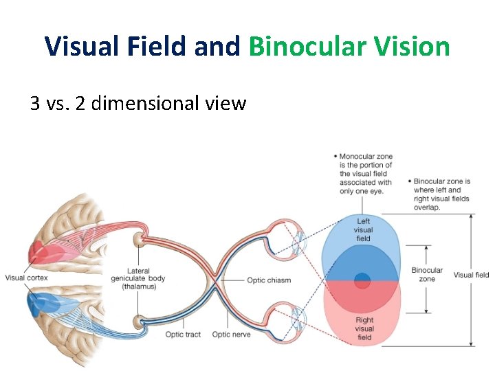 Visual Field and Binocular Vision 3 vs. 2 dimensional view 