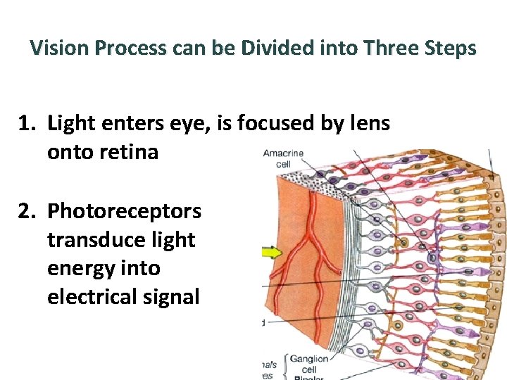 Vision Process can be Divided into Three Steps 1. Light enters eye, is focused