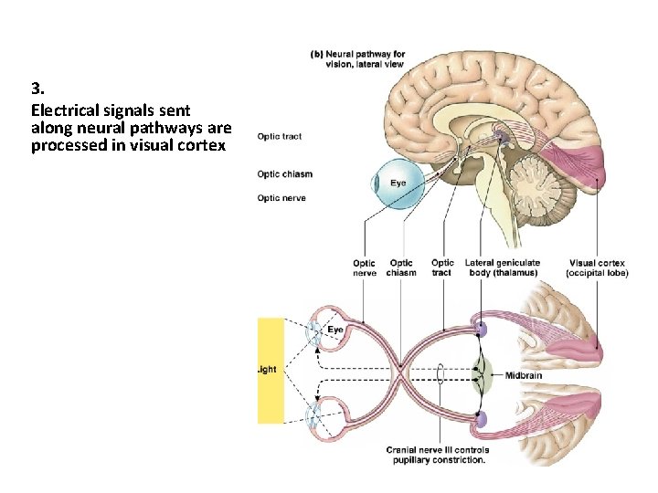 3. Electrical signals sent along neural pathways are processed in visual cortex 