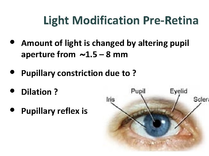 Light Modification Pre-Retina • Amount of light is changed by altering pupil aperture from