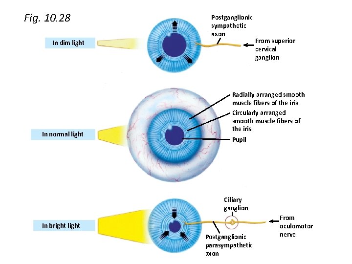 Fig. 10. 28 Postganglionic sympathetic axon In dim light In normal light From superior