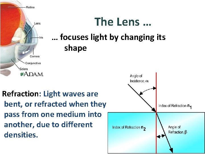 The Lens … … focuses light by changing its shape Refraction: Light waves are
