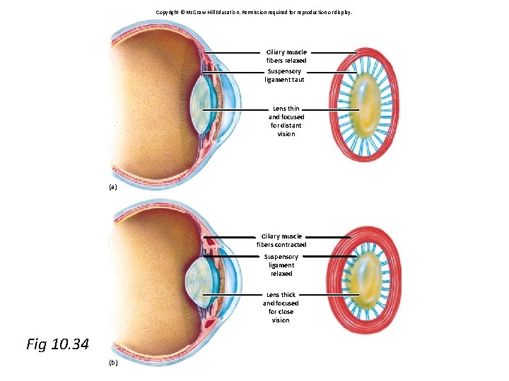 Copyright © Mc. Graw-Hill Education. Permission required for reproduction or display. Fig. 10. 34