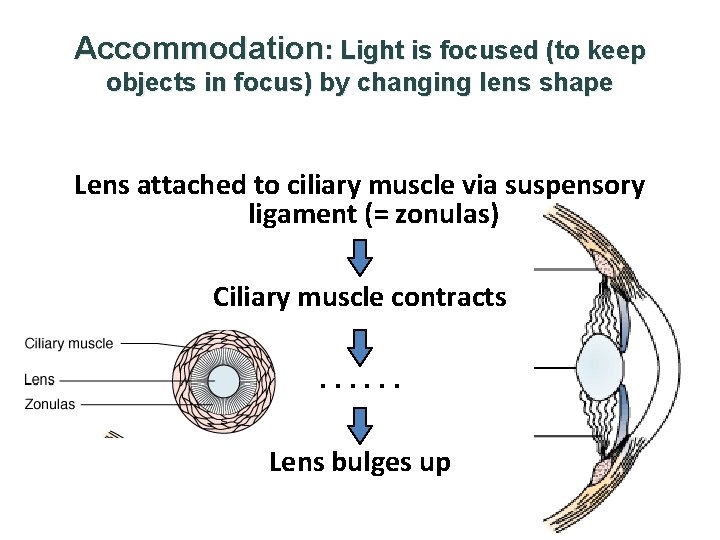 Accommodation: Light is focused (to keep objects in focus) by changing lens shape Lens