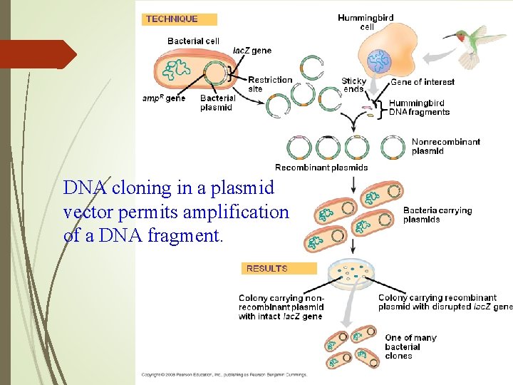 DNA cloning in a plasmid vector permits amplification of a DNA fragment. 