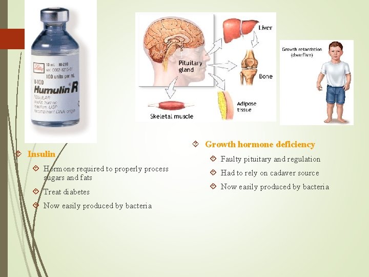  Insulin Hormone required to properly process sugars and fats Treat diabetes Now easily