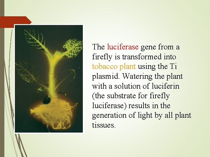 The luciferase gene from a firefly is transformed into tobacco plant using the Ti