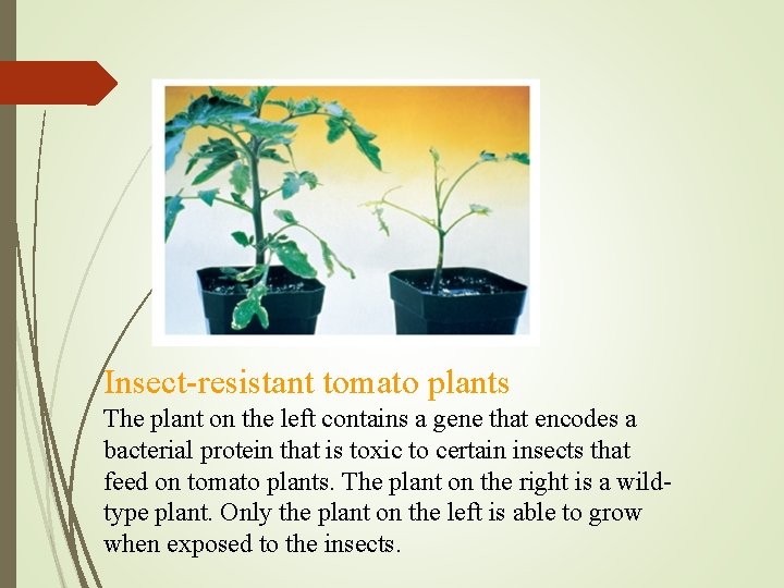 Insect-resistant tomato plants The plant on the left contains a gene that encodes a