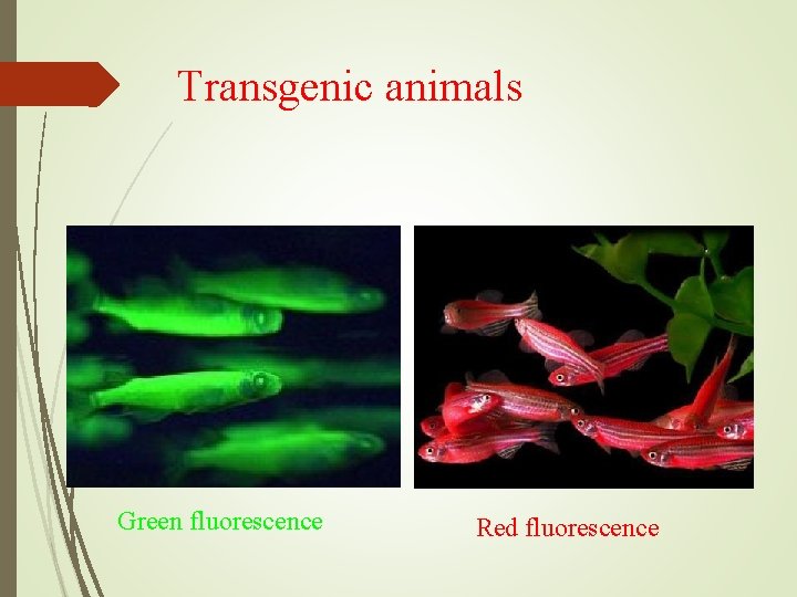 Transgenic animals Green fluorescence Red fluorescence 