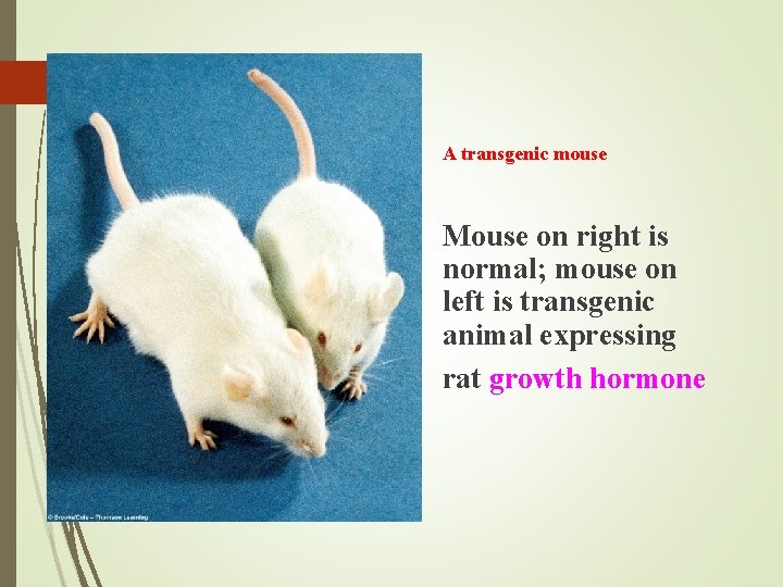 A transgenic mouse Mouse on right is normal; mouse on left is transgenic animal