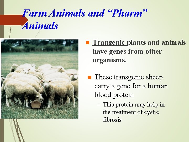Farm Animals and “Pharm” Animals n n Trangenic plants and animals have genes from