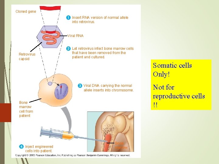 Cloned gene Insert RNA version of normal allele into retrovirus. Viral RNA Retrovirus capsid