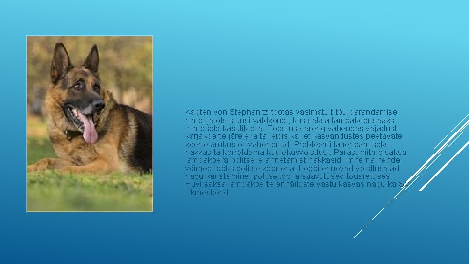 Kapten von Stephanitz töötas väsimatult tõu parandamise nimel ja otsis uusi valdkondi, kus saksa Kapten von Stephanitz töötas väsimatult tõu parandamise nimel ja otsis uusi valdkondi, kus saksa