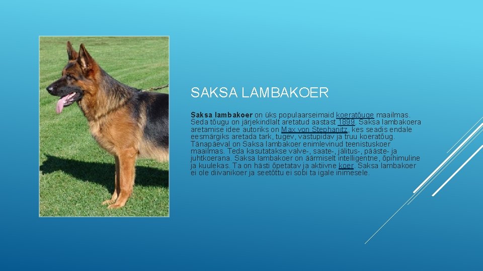 SAKSA LAMBAKOER Saksa lambakoer on üks populaarseimaid koeratõuge maailmas. Seda tõugu on järjekindlalt aretatud SAKSA LAMBAKOER Saksa lambakoer on üks populaarseimaid koeratõuge maailmas. Seda tõugu on järjekindlalt aretatud
