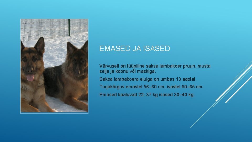 EMASED JA ISASED Värvuselt on tüüpiline saksa lambakoer pruun, musta selja ja koonu või