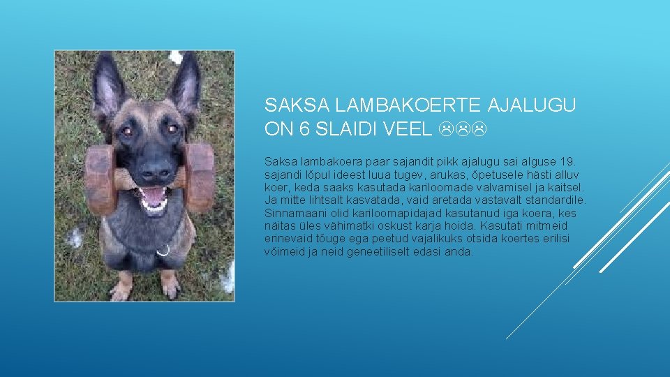 SAKSA LAMBAKOERTE AJALUGU ON 6 SLAIDI VEEL Saksa lambakoera paar sajandit pikk ajalugu sai SAKSA LAMBAKOERTE AJALUGU ON 6 SLAIDI VEEL Saksa lambakoera paar sajandit pikk ajalugu sai