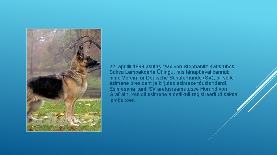 22. aprillil 1899 asutas Max von Stephanitz Karlsruhes Saksa Lambakoerte Ühingu, mis tänapäeval kannab 22. aprillil 1899 asutas Max von Stephanitz Karlsruhes Saksa Lambakoerte Ühingu, mis tänapäeval kannab