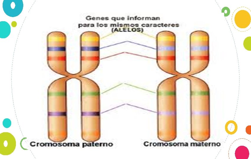 La característica más importante de los cromosomas homólogos es que ambos portan información para