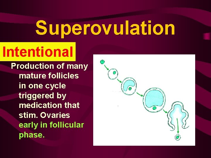 Superovulation Intentional Production of many mature follicles in one cycle triggered by medication that