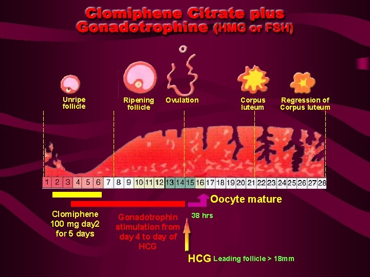 Unripe follicle Ripening follicle Ovulation Corpus luteum Regression of Corpus luteum Oocyte mature Clomiphene