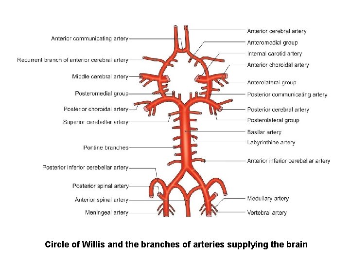 Circle of Willis and the branches of arteries supplying the brain 