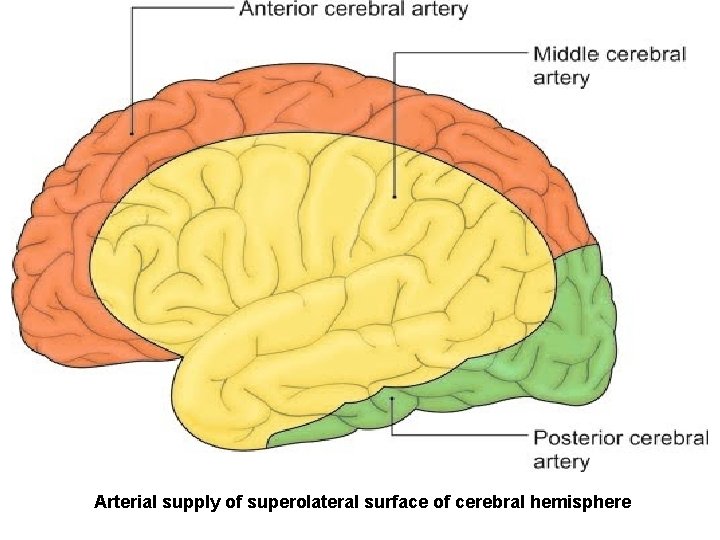Arterial supply of superolateral surface of cerebral hemisphere 