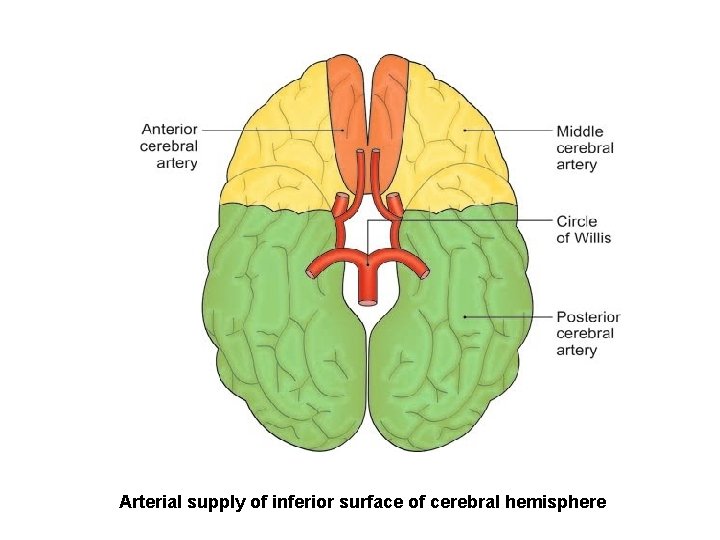 Arterial supply of inferior surface of cerebral hemisphere 