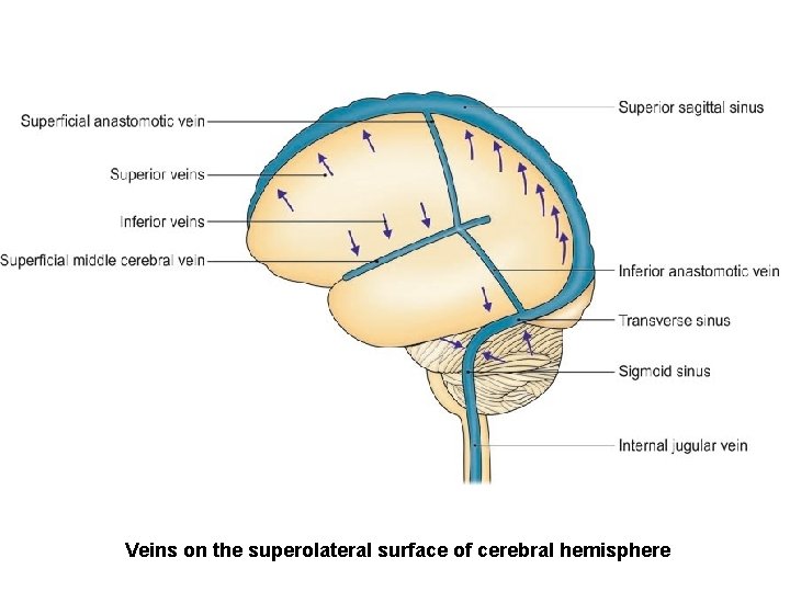 Veins on the superolateral surface of cerebral hemisphere 