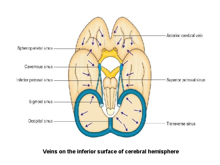 Veins on the inferior surface of cerebral hemisphere 