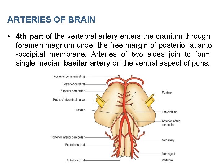ARTERIES OF BRAIN • 4 th part of the vertebral artery enters the cranium