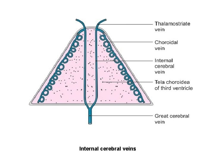 Internal cerebral veins 