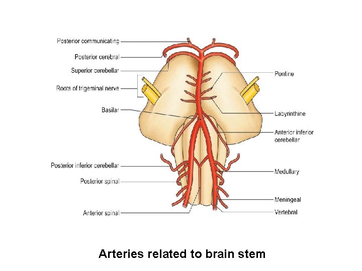 Arteries related to brain stem 