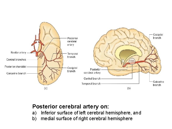 Posterior cerebral artery on: a) Inferior surface of left cerebral hemisphere, and b) medial