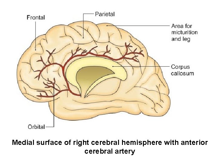 Medial surface of right cerebral hemisphere with anterior cerebral artery 