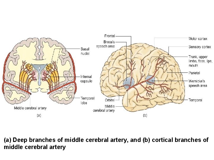 (a) Deep branches of middle cerebral artery, and (b) cortical branches of middle cerebral