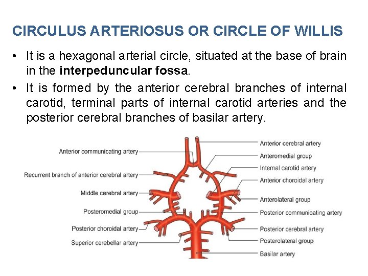 CIRCULUS ARTERIOSUS OR CIRCLE OF WILLIS • It is a hexagonal arterial circle, situated