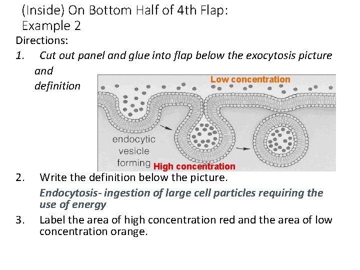 (Inside) On Bottom Half of 4 th Flap: Example 2 Directions: 1. Cut out