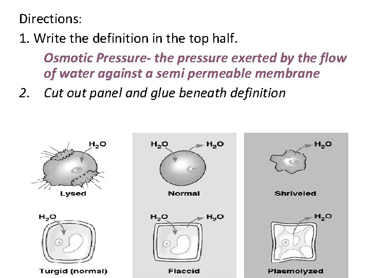 Directions: 1. Write the definition in the top half. Osmotic Pressure- the pressure exerted