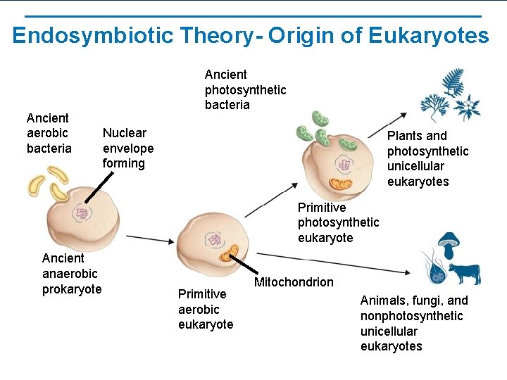 Endosymbiotic Theory- Origin of Eukaryotes Ancient aerobic bacteria Ancient photosynthetic bacteria Nuclear envelope forming