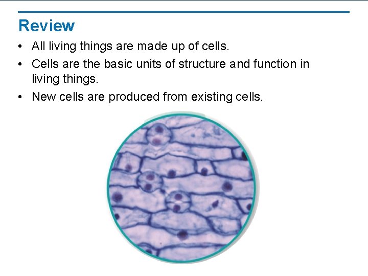 Review • All living things are made up of cells. • Cells are the