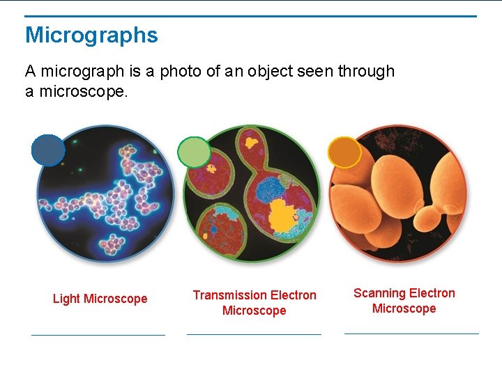 Micrographs A micrograph is a photo of an object seen through a microscope. Light