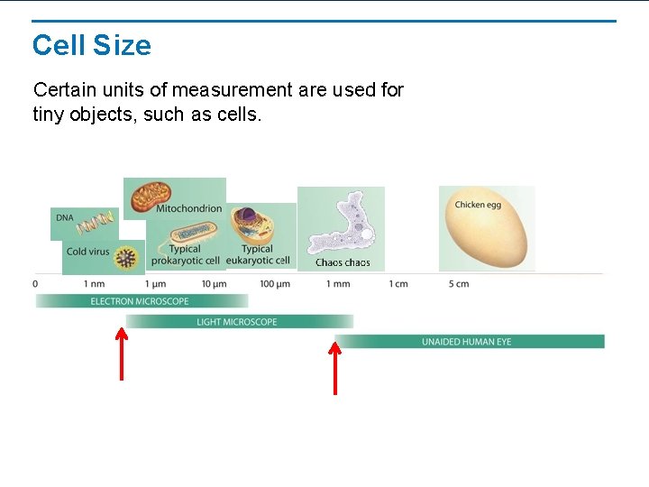 Cell Size Certain units of measurement are used for tiny objects, such as cells.