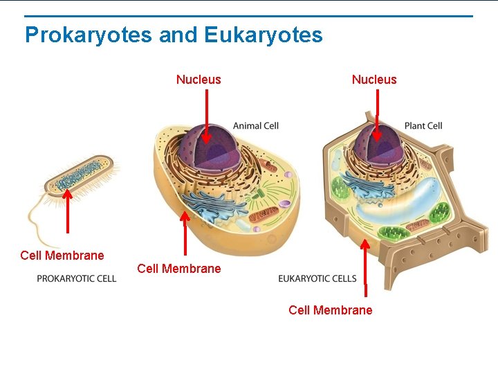 Prokaryotes and Eukaryotes Nucleus Cell Membrane 