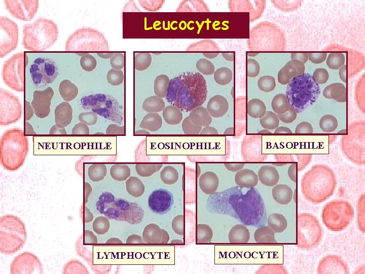 Leucocytes NEUTROPHILE EOSINOPHILE LYMPHOCYTE BASOPHILE MONOCYTE 