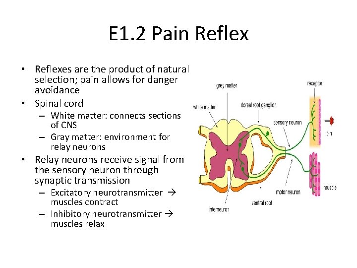 E 1. 2 Pain Reflex • Reflexes are the product of natural selection; pain