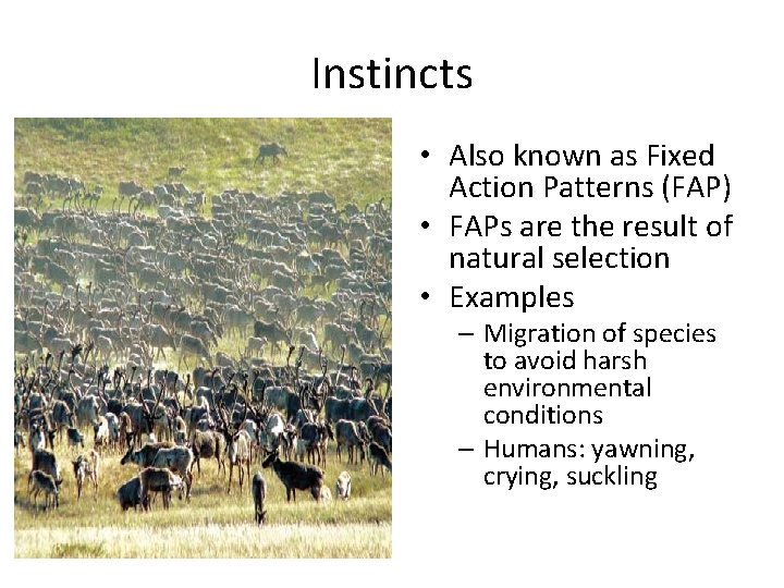 Instincts • Also known as Fixed Action Patterns (FAP) • FAPs are the result