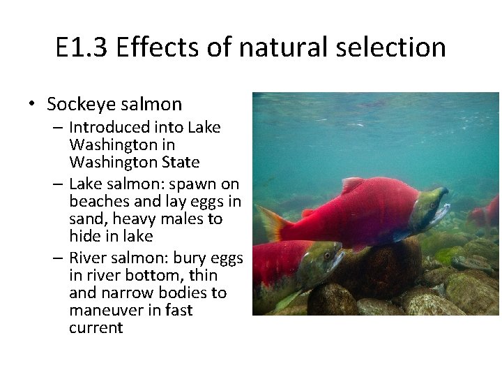 E 1. 3 Effects of natural selection • Sockeye salmon – Introduced into Lake