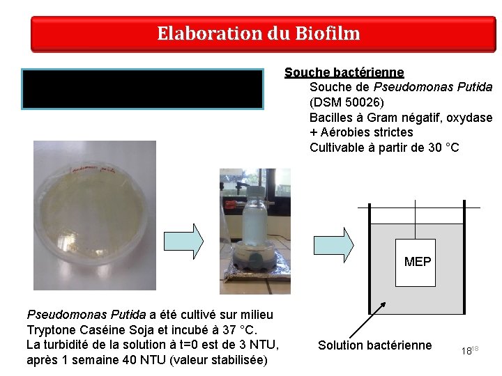 Elaboration du Biofilm Bactérie : Pseudomonas putida Souche bactérienne Souche de Pseudomonas Putida (DSM